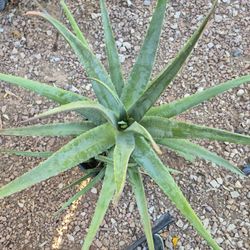 Mojave Gown Aloe 3' Tall
