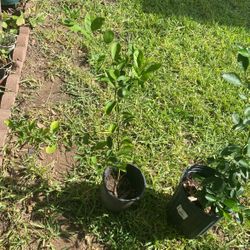 Arbol De Limones $10.00 Cada Uno 