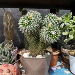 Mammillaria Karwinskiana Cactus 🌵 