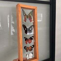 5 Butterflies Framed
