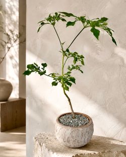 Cussonia Spicata With Snowflake Shaped Leaves (Planter Included) #BM4 ‘Local LA Seller’