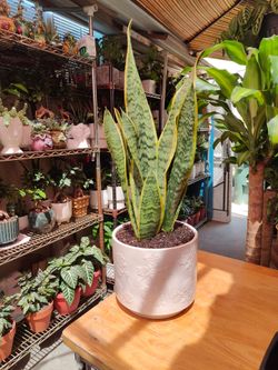 Snake Plant
