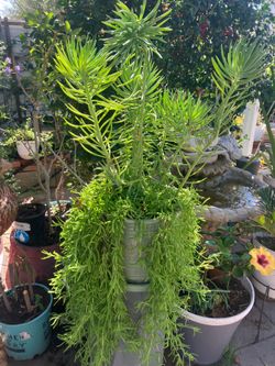 Plant