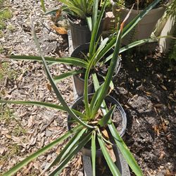 Pineapple Plants