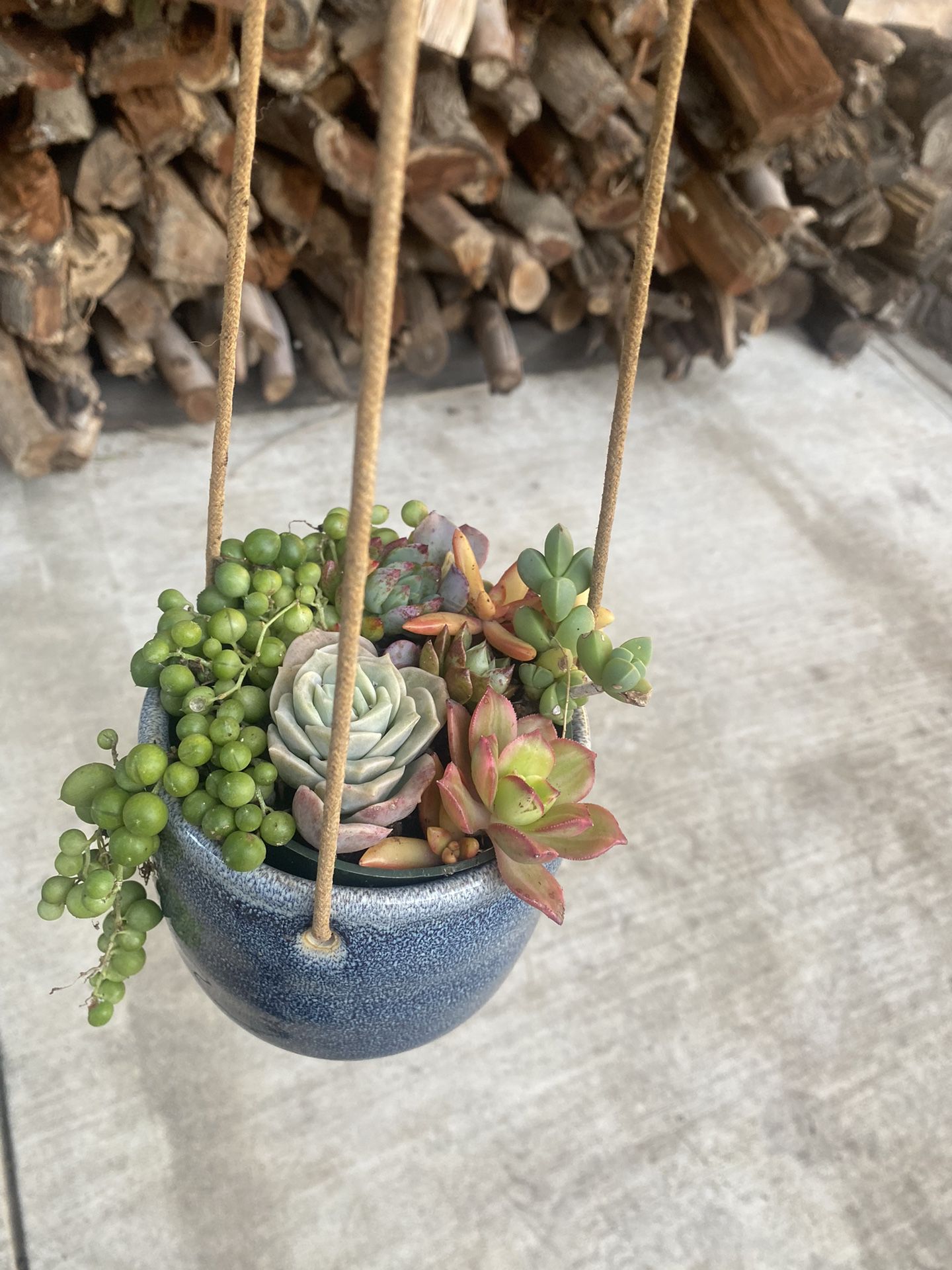Dangling succulent pot