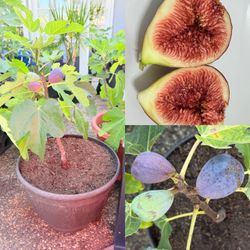 Healthy 5-gallon Black Jack fig plants for sale