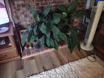 Peace lily