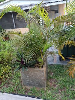 Plant