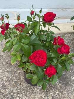 Mini rose