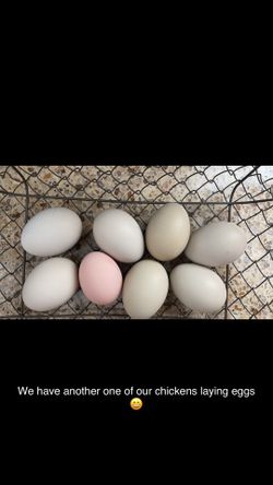 Fresh eggs