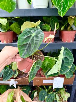 Plants Sale(6”pot🌿Anthurium forgetii $5 each)