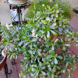 Jade Plants