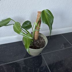 Monstera Burle Marx Flame