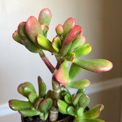 Ogre Ears Succulent Plant 