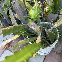 Dragon Fruit Plant