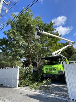 Podas De Palmas Y Árboles 