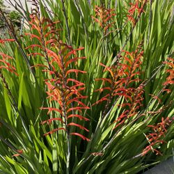 Free Bag of Chasmanthe Floribundi Bulbs/African flag