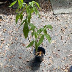 Spanish lime (aka Quenepa, Genip, Maoncollo) 