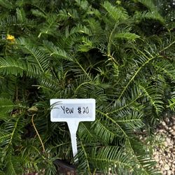 Yew plants
