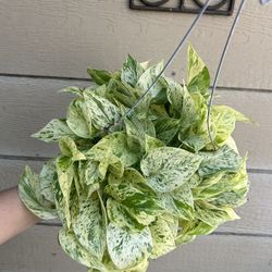 snow queen pothos 