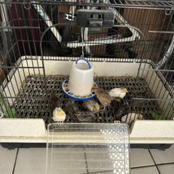 Jaula Para Codornices 