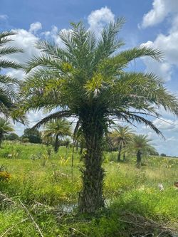 Palm Revamp And Install