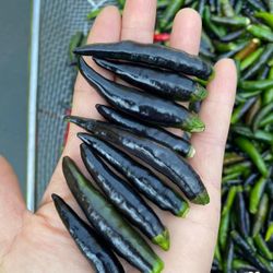 Black Spicy Peppers Plants🌶️🪴/ Matas De chiles Negros picosos 🌶️🪴$10.00 each
