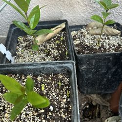 Wax Apple Seedlings Plant