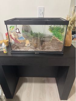 Hermit crab and tank