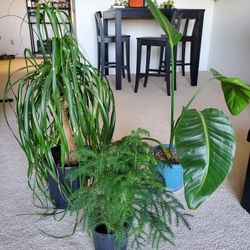 Plants For Sale!