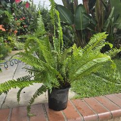 Fern Plant 