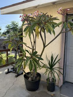 Plumeria Tree