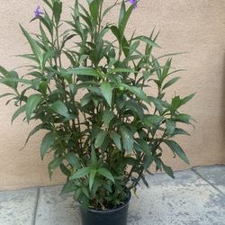 purple mexican petunia 40” 