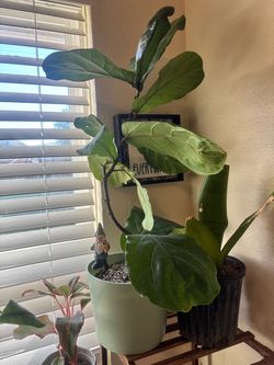 Fig tree