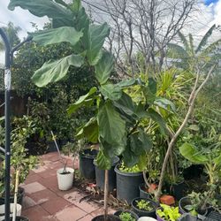 Fiddle Leaf Fig