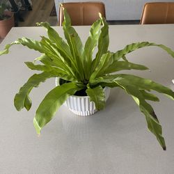 Healthy Plant With Ceramic Pot - $20