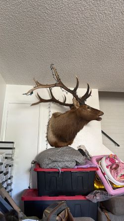 Elk shoulder mount