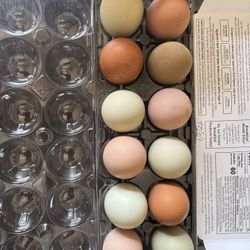 Farm fresh organic eggs