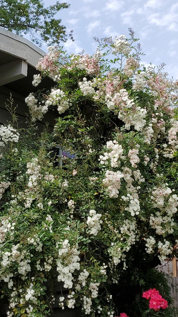 Climbing and bush rose plants for Sale in Bellevue, WA