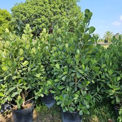 huge clusias 6 feet tall $65 and over 7 /8 feet tall available 