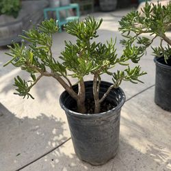 Gorgeous Succulents $10 Apiece