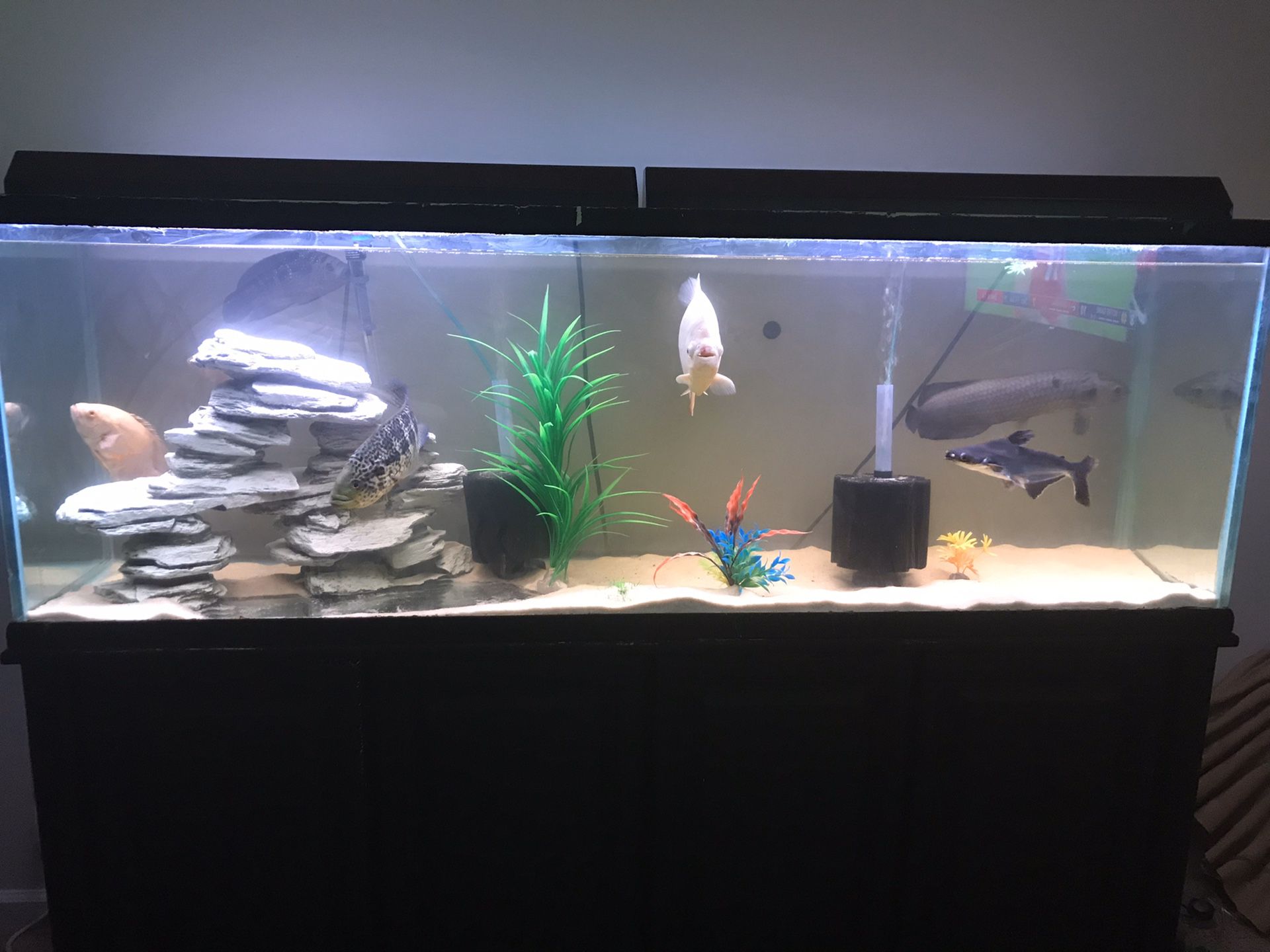 135 gallon tank long with stand and decor 300$