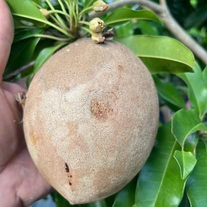 Hasya Sapodilla Chico Fruit Trees