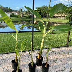 Ice cream Thai banana plant