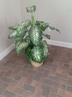 Floor plant