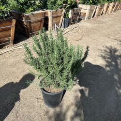 Rosemary