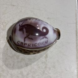 Tiger Cowrie carved shell, Capricorn Goat design, souvenir collectible seashell