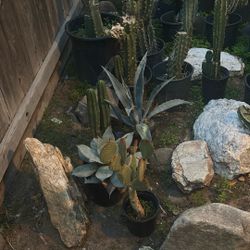 Cactus Plants