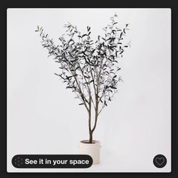 Olive Tree In a Ceramic Pot-Threshold 