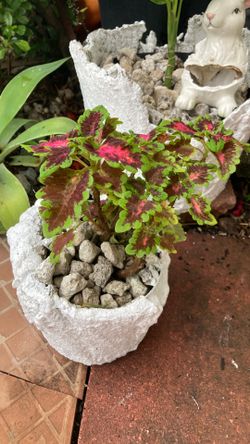 Plantas